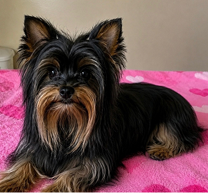 Bella