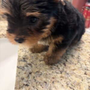 Male puppy 1