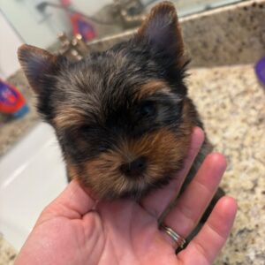 Female puppy 2