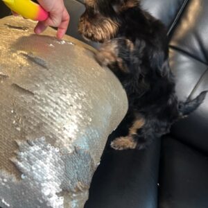 Female puppy 1