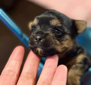 Puppy Boy
