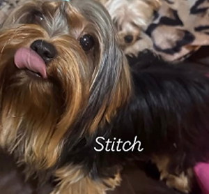Stitch