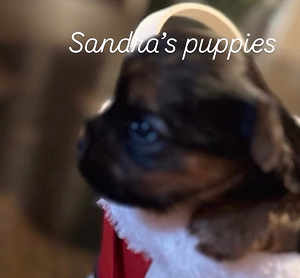 Puppy 3 Tiny