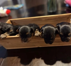Puppies 4