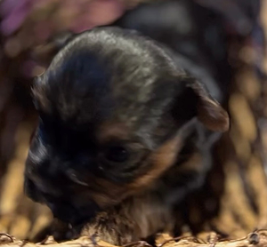 Puppy (female AKC)