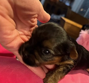 Puppy Angel