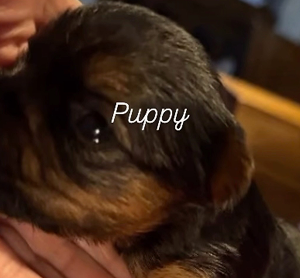 Puppy AKC