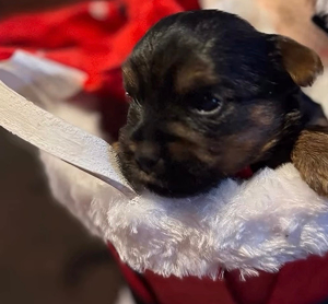 Puppy Mecedez