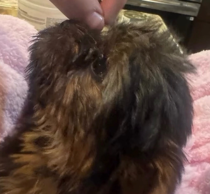 Beauty Puppy