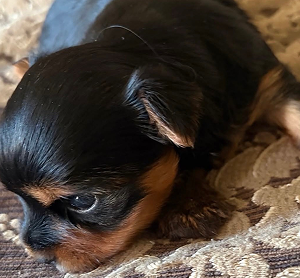 Doll Face Puppy
